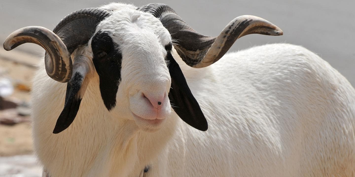 Les pauvres sénégalais